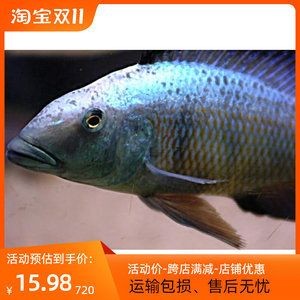 慈鯛魚可以長多大的魚缸