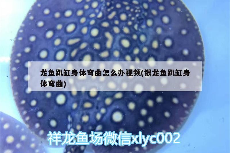 龍魚趴缸身體彎曲怎么辦視頻(銀龍魚趴缸身體彎曲)