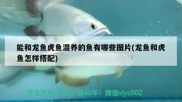 能和龍魚虎魚混養的魚有哪些圖片(龍魚和虎魚怎樣搭配)