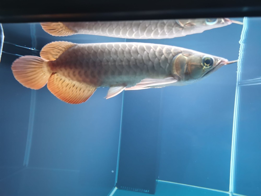 日照水族館紅龍