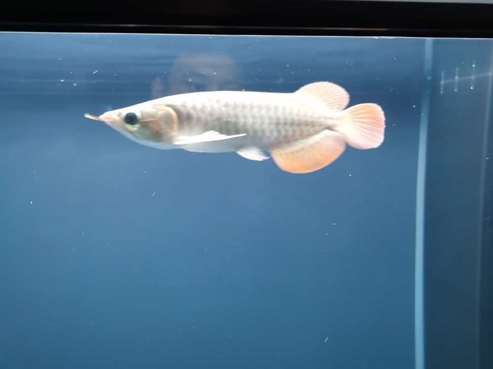 日照水族館紅龍