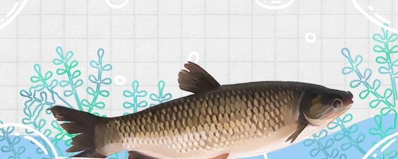 廈門魚缸廠家直銷電話號碼查詢地址（請問壁掛魚缸效果怎么樣）