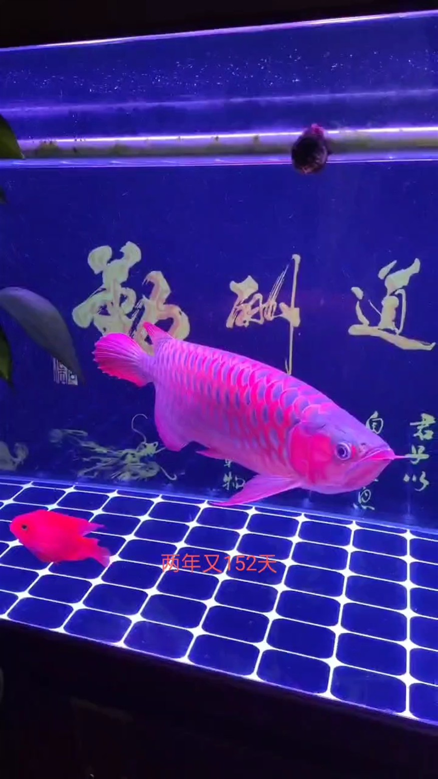 回家兩年又152天，友友們看看還好吧