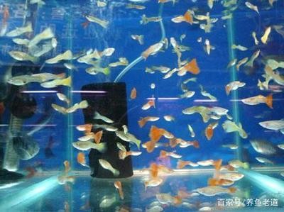 靜樂縣睿美水族館（靜樂縣睿美水族館電話）