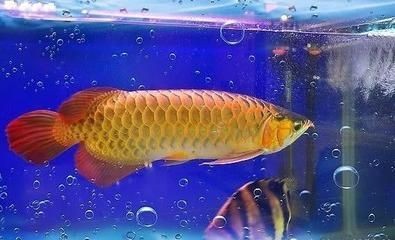 金龍魚(yú)吃小金魚(yú)嗎