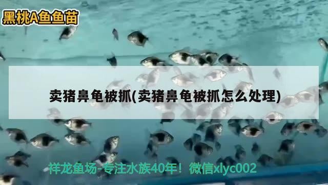 賣豬鼻龜被抓(賣豬鼻龜被抓怎么處理)