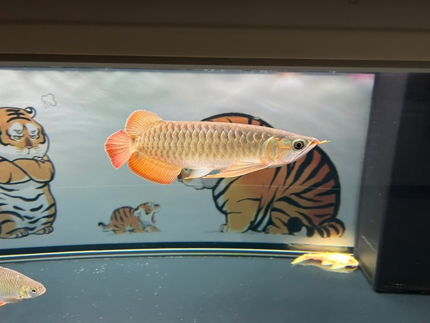 92天，看不出來長了嗎