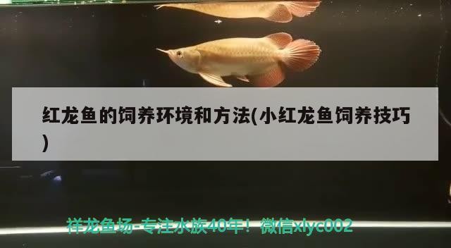 紅龍魚(yú)的飼養(yǎng)環(huán)境和方法(小紅龍魚(yú)飼養(yǎng)技巧)