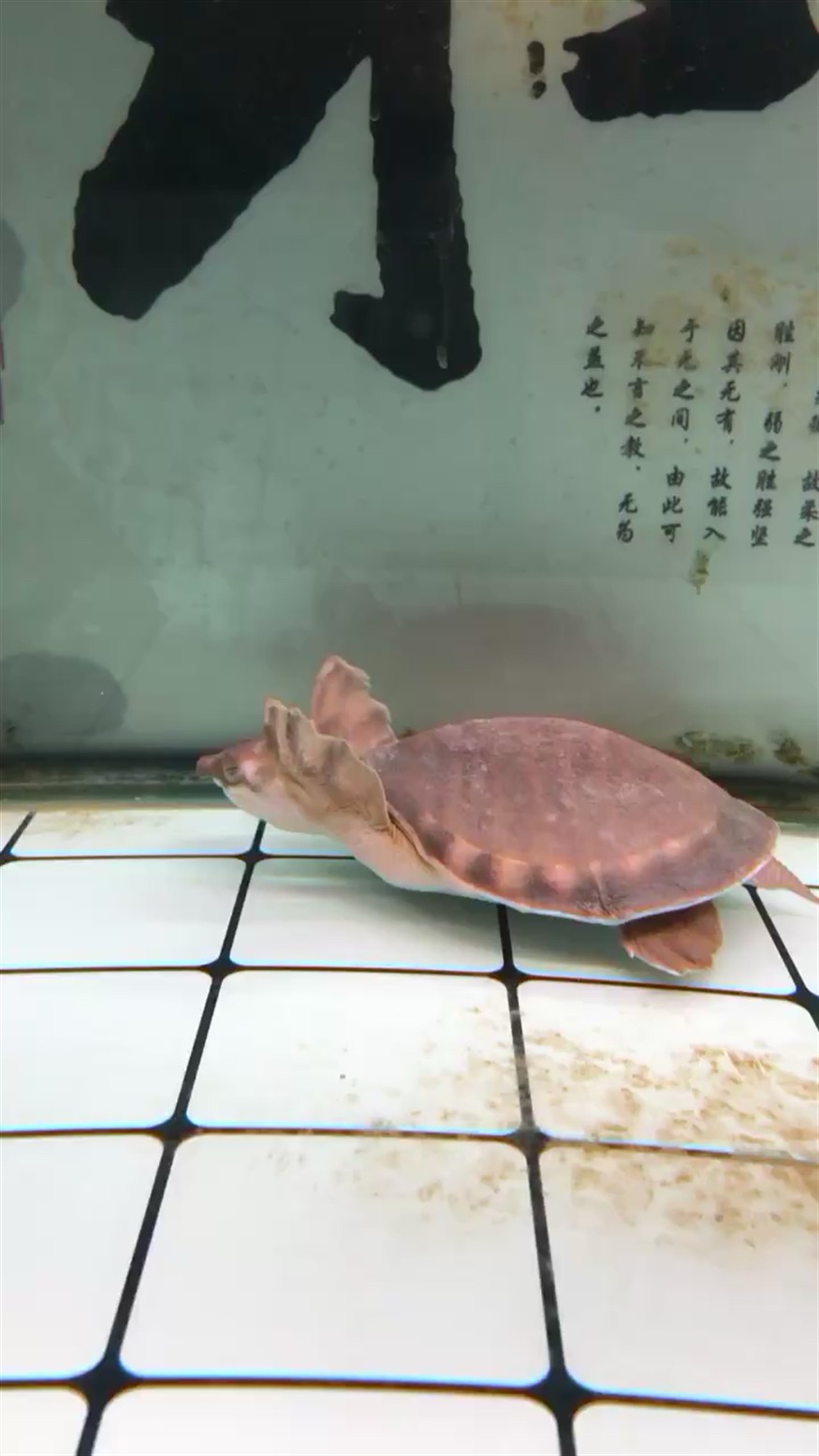 求大神看看豬鼻龜得了啥病了