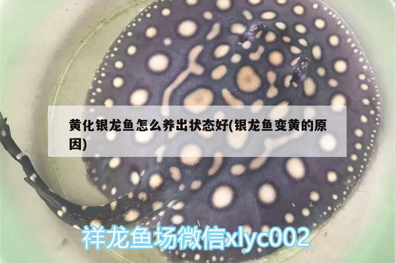 黃化銀龍魚怎么養(yǎng)出狀態(tài)好(銀龍魚變黃的原因)
