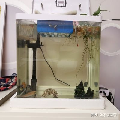 多久換水魚(yú)缸最好：魚(yú)缸換水的最佳頻率