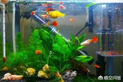 多久換水魚(yú)缸最好：魚(yú)缸換水的最佳頻率