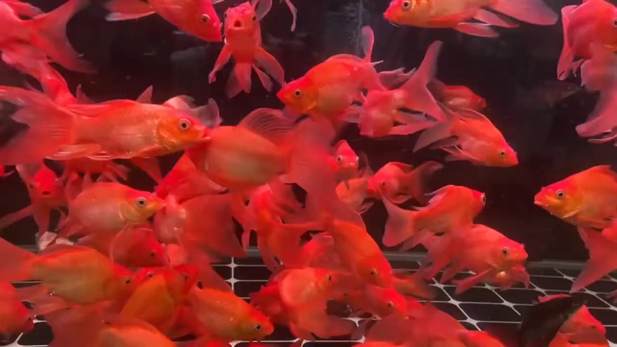 短身富貴紅蝴蝶鯉