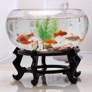 半圓形魚缸養什么魚好：半圓形魚缸適合養什么魚