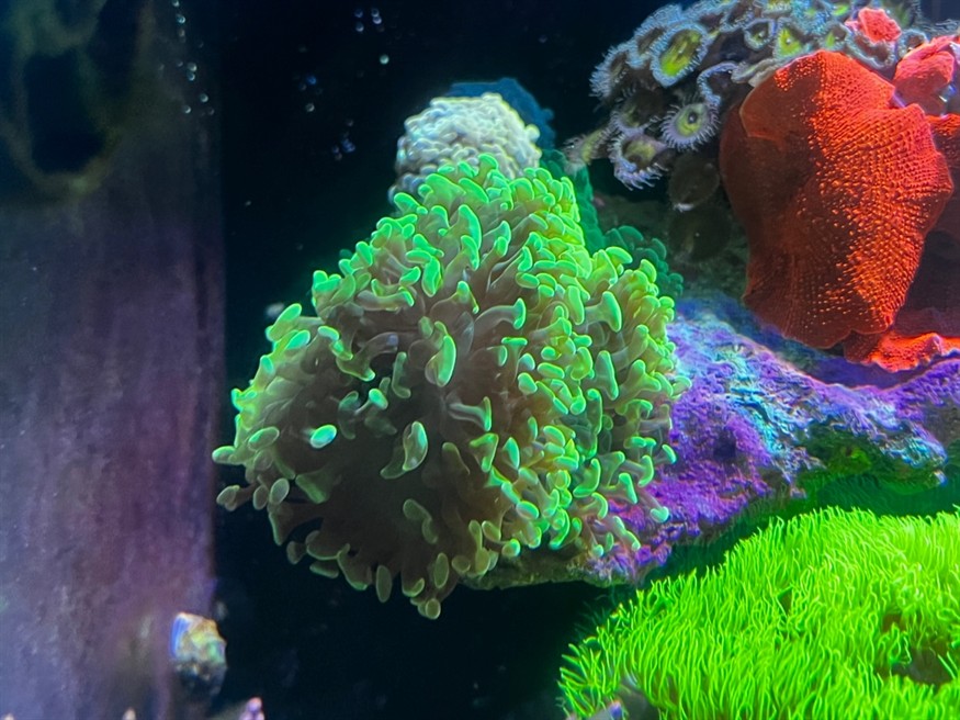 第一次養海缸效果還可以，一年了