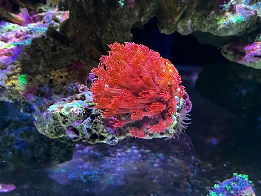 第一次養海缸效果還可以，一年了