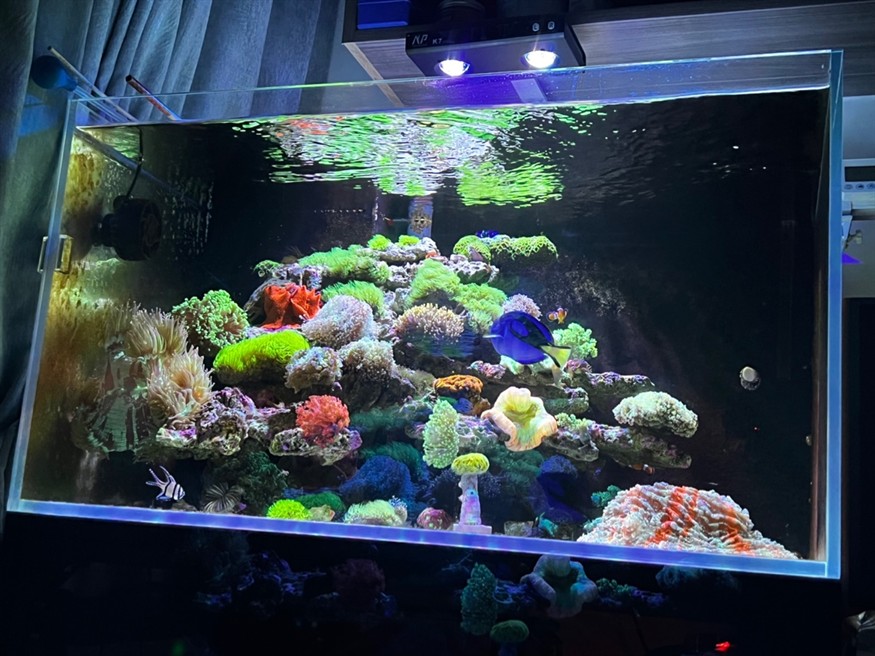 第一次養海缸效果還可以，一年了