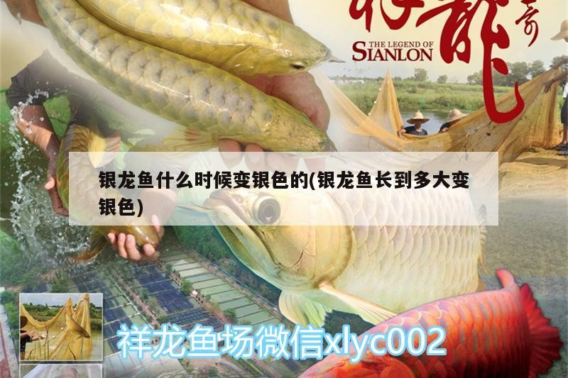 銀龍魚什么時候變銀色的(銀龍魚長到多大變銀色)
