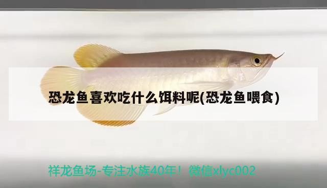天津觀賞魚養殖場有哪些地方可以進去 天津觀賞魚養殖場有哪些地方可以進去釣魚