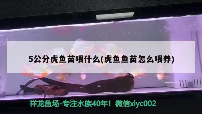 5公分虎魚苗喂什么(虎魚魚苗怎么喂養)