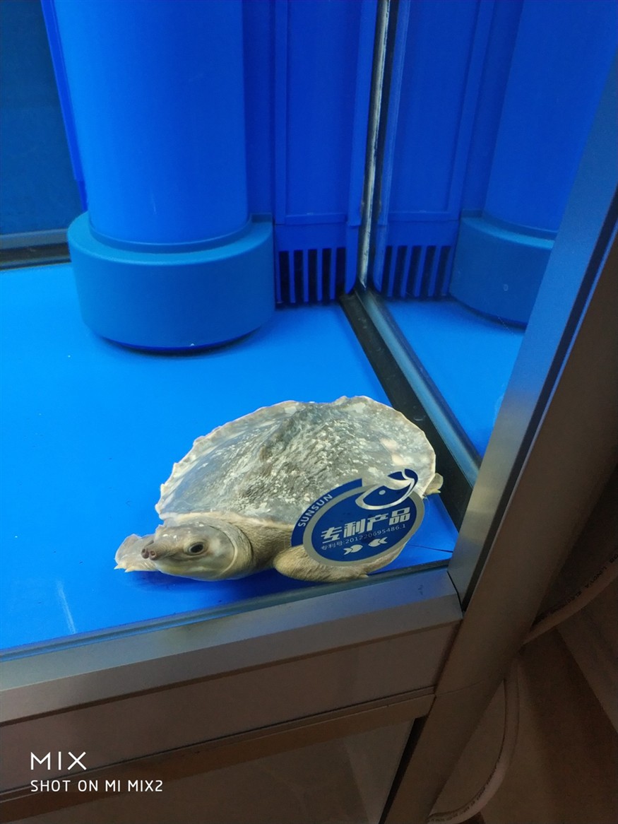 龍魚缸造景圖片欣賞，龍魚缸造景圖片