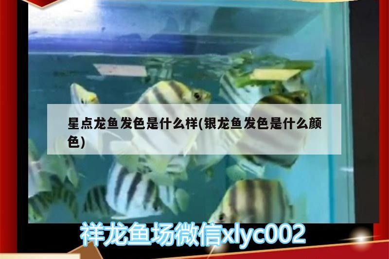 星點龍魚發色是什么樣(銀龍魚發色是什么顏色)