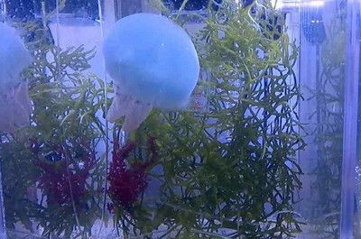 查看魚缸里的的小水母
