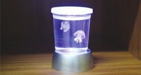查看魚缸里的的小水母