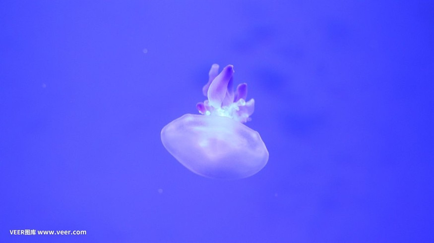 查看魚缸里的的小水母