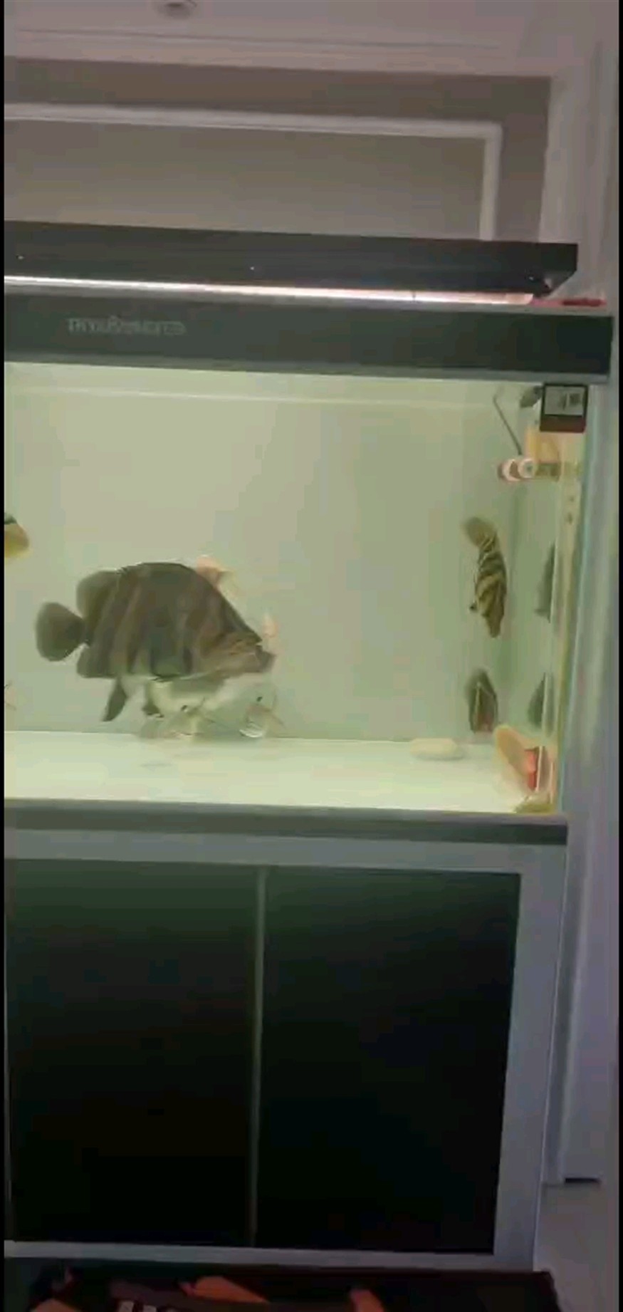 猛虎