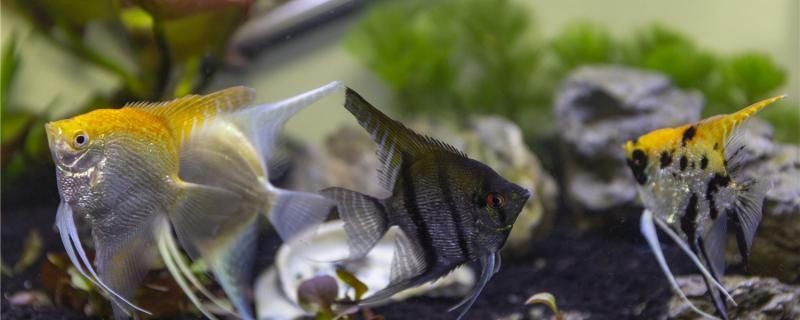 神仙魚怎樣分公母