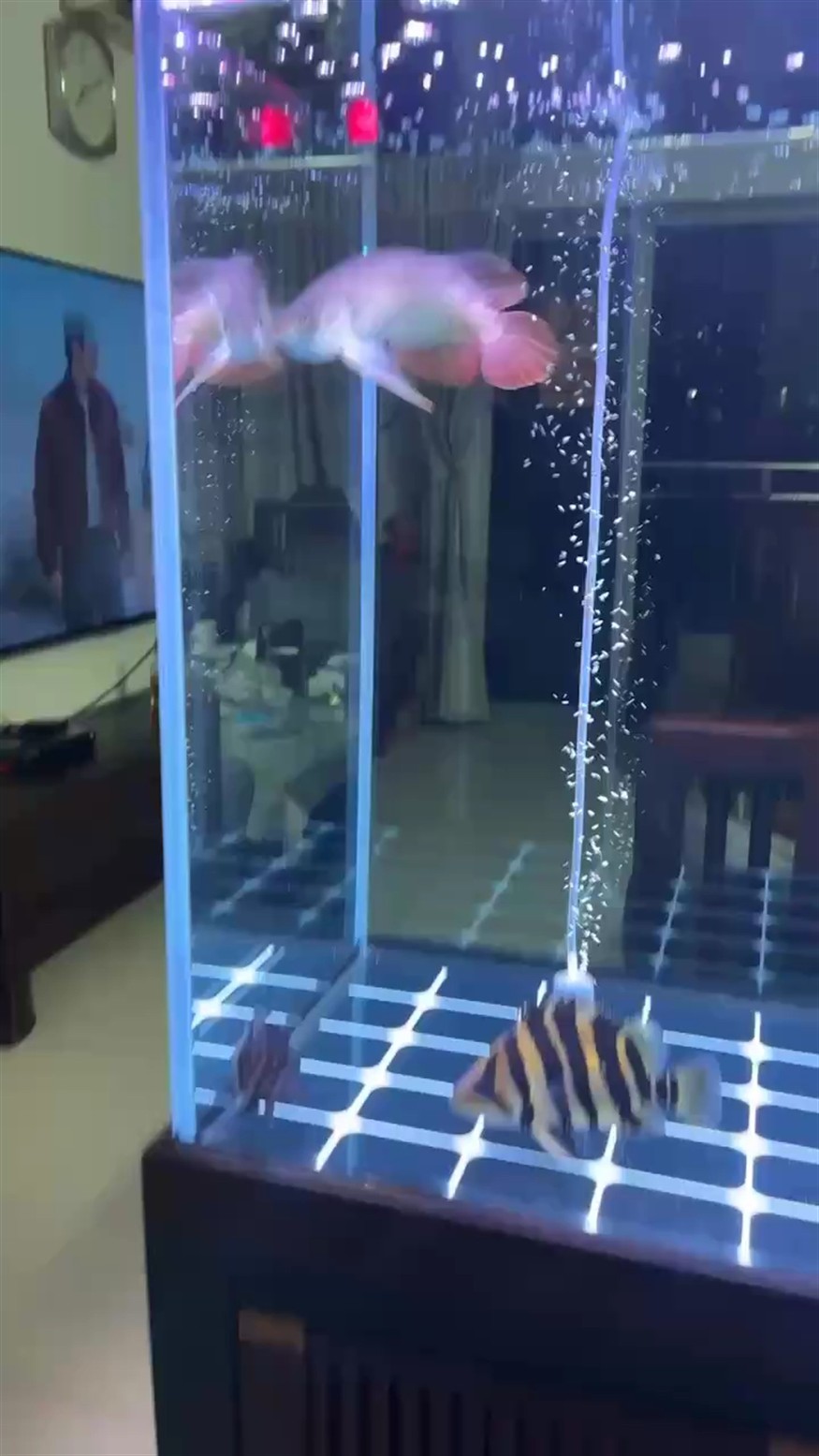 興奮的龍 興奮的龍 龍魚論壇