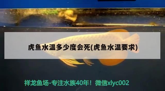 虎魚水溫多少度會死(虎魚水溫要求)