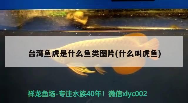 臺灣魚虎是什么魚類圖片(什么叫虎魚)