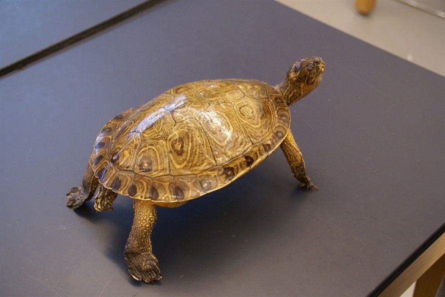 豬鼻龜飼養的注意事項