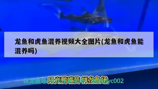 小型魚 龍魚和虎魚混養視頻大全圖片(龍魚和虎魚能混養嗎) 虎魚百科 龍魚和虎魚混養視頻大全圖片(龍魚和虎魚能混養嗎) 龍魚和虎魚混養視頻大全圖片(龍魚和虎魚能混養嗎) 虎魚百科
