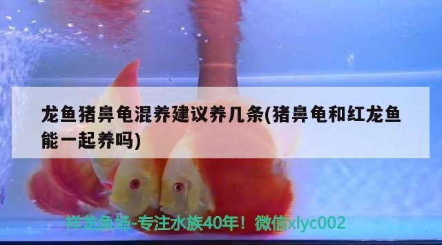 龍魚豬鼻龜混養建議養幾條(豬鼻龜和紅龍魚能一起養嗎)