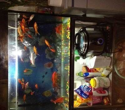 搬家送魚缸和魚有什么講究：搬家時送魚缸好還是送魚缸好？ 搬家送魚缸和魚有什么講究：搬家時送魚缸好還是送魚缸好？ 魚缸百科 第1張