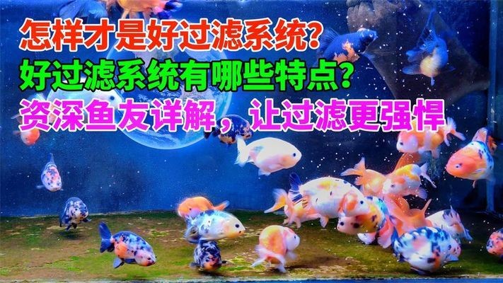 為什么魚要生活在水里(為什么魚要生活在水里的原因)