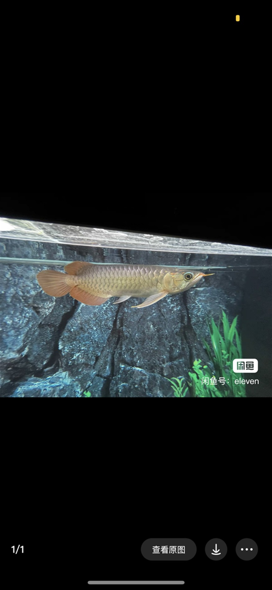 紅龍魚(yú)變化