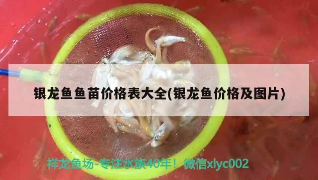 銀龍魚魚苗價格表大全(銀龍魚價格及圖片)