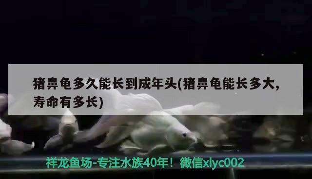 豬鼻龜多久能長到成年頭(豬鼻龜能長多大,壽命有多長)