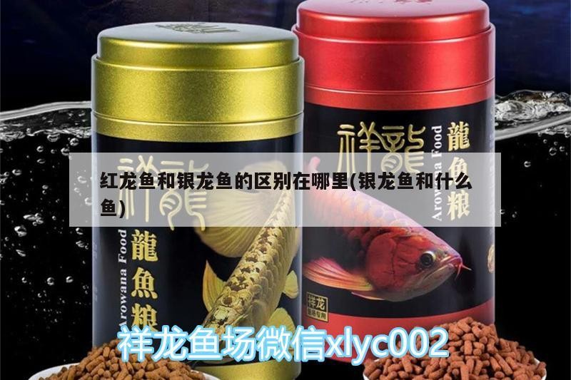 紅龍魚(yú)和銀龍魚(yú)的區(qū)別在哪里(銀龍魚(yú)和什么魚(yú))