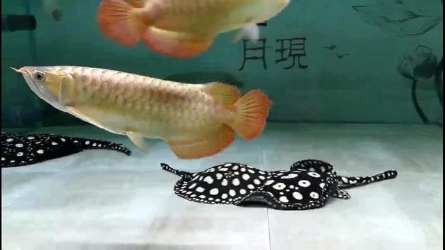 龍魚不開燈自然養的好處有哪些呢