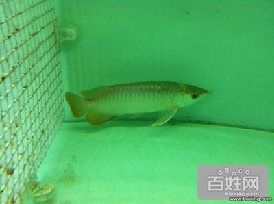 虎魚和金龍魚混養(紅龍魚和虎魚混養)