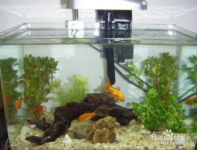 大魚缸金魚多久換一次水：大魚缸養金魚的水質管理不僅關乎換水頻率