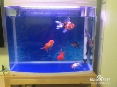 大魚缸金魚多久換一次水：大魚缸養金魚的水質管理不僅關乎換水頻率
