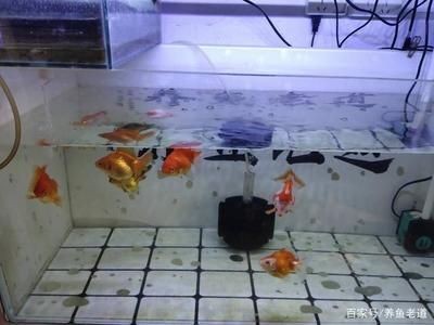 大魚缸金魚多久換一次水：大魚缸養金魚的水質管理不僅關乎換水頻率