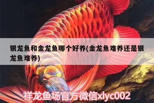 銀龍魚和金龍魚哪個好養(金龍魚難養還是銀龍魚難養)