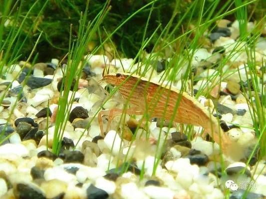 大蘇打魚缸放多少鹽最好：關于魚缸加鹽的最佳實踐